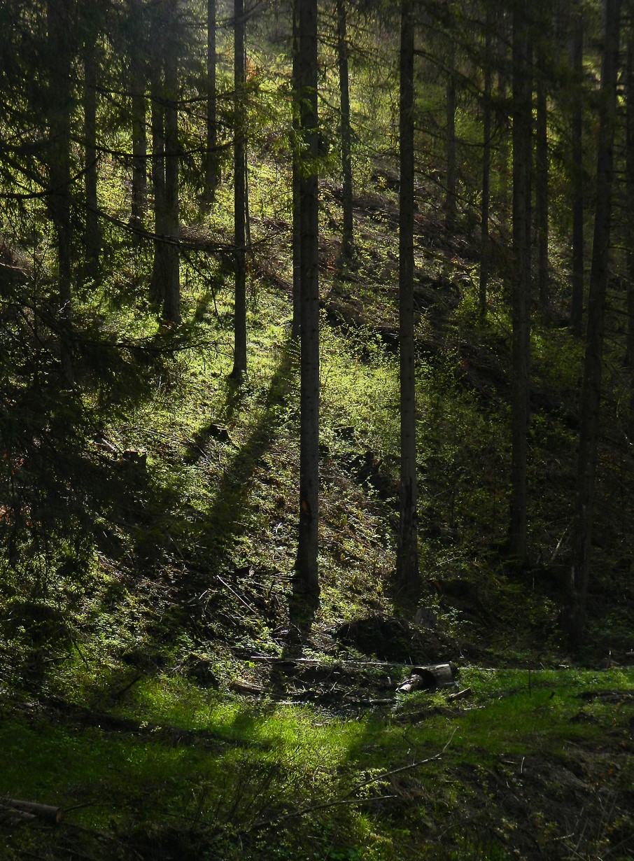 Jarný les - Springtime forest 2017